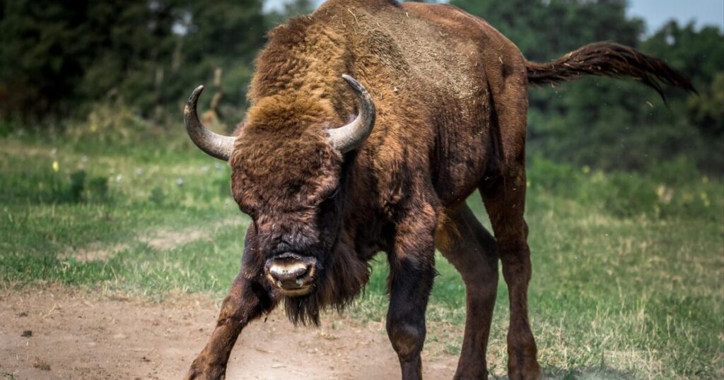 激しい競争により消耗戦となっているレッドオーシャン市場で闘うブルのイメージ