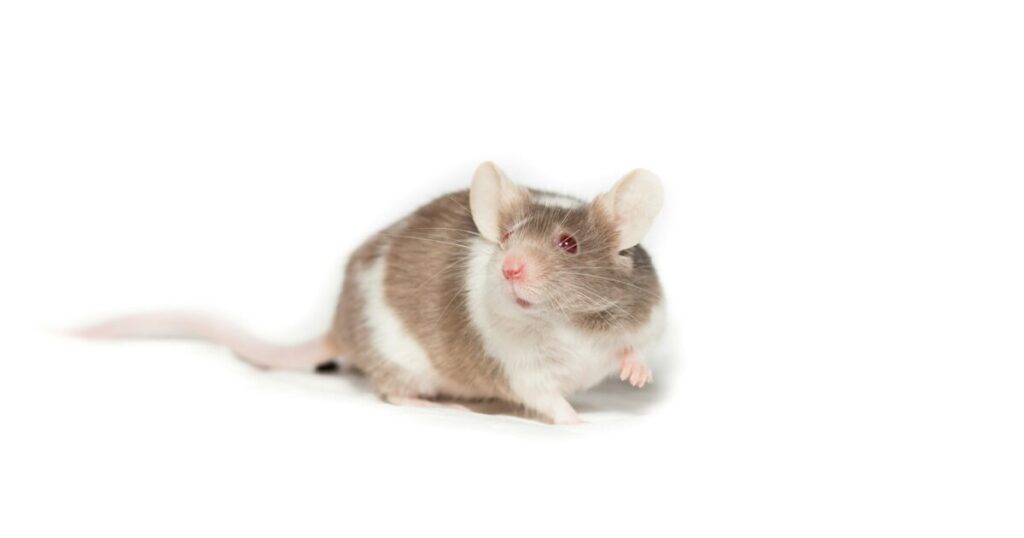 実験室で観察されるマウスのようにデータを収集される日本人セラーのメタファー