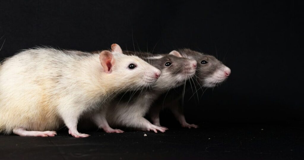 ラットレースのように終わりのない競争から抜け出し新しい出口へ向かうイメージ